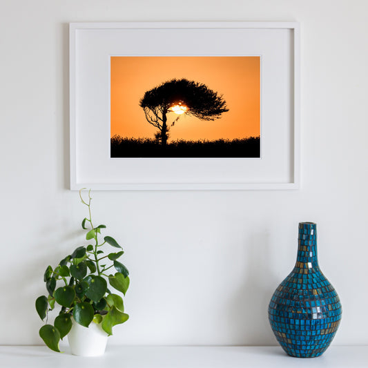 Sally O'Reilly Sentio Studio - Sun Tree